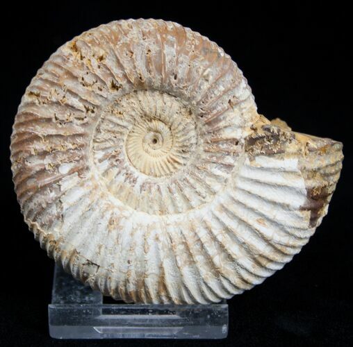 Inch Perisphinctes Ammonite - Jurassic #1952